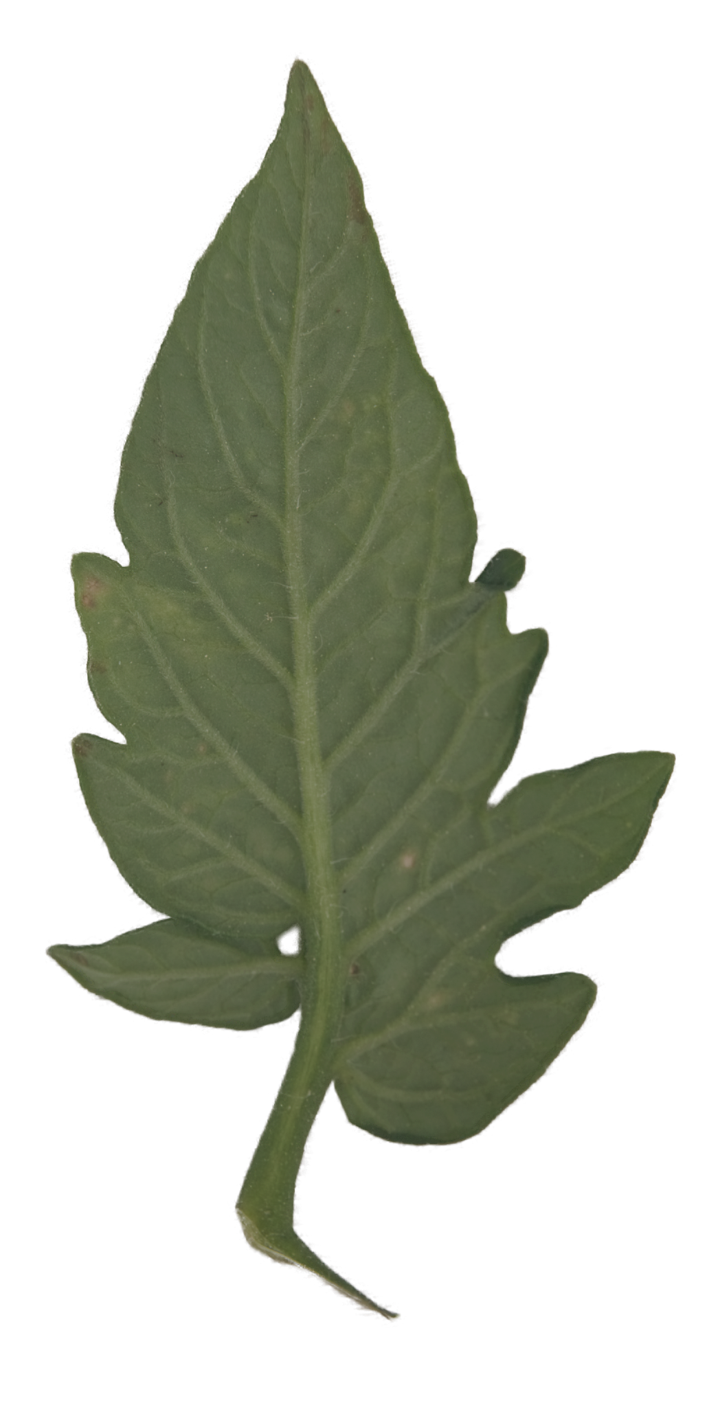 Tomato Leaf 01 | Free PBR texture from cgbookcase.com