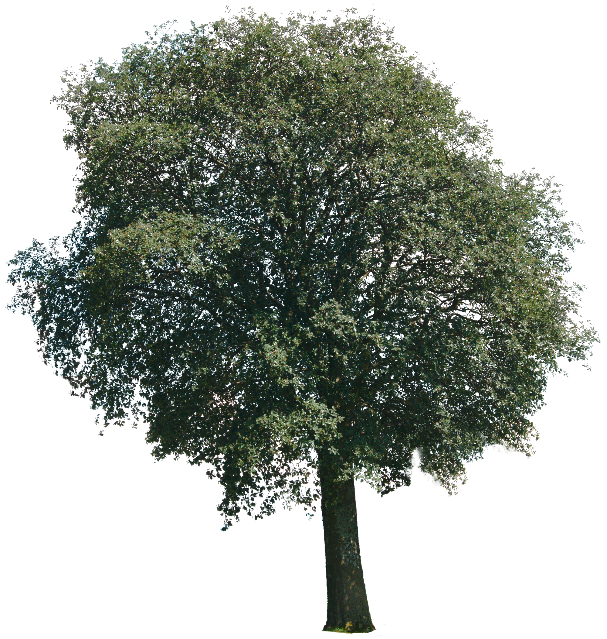 Tree 01 | Free PBR texture from cgbookcase.com