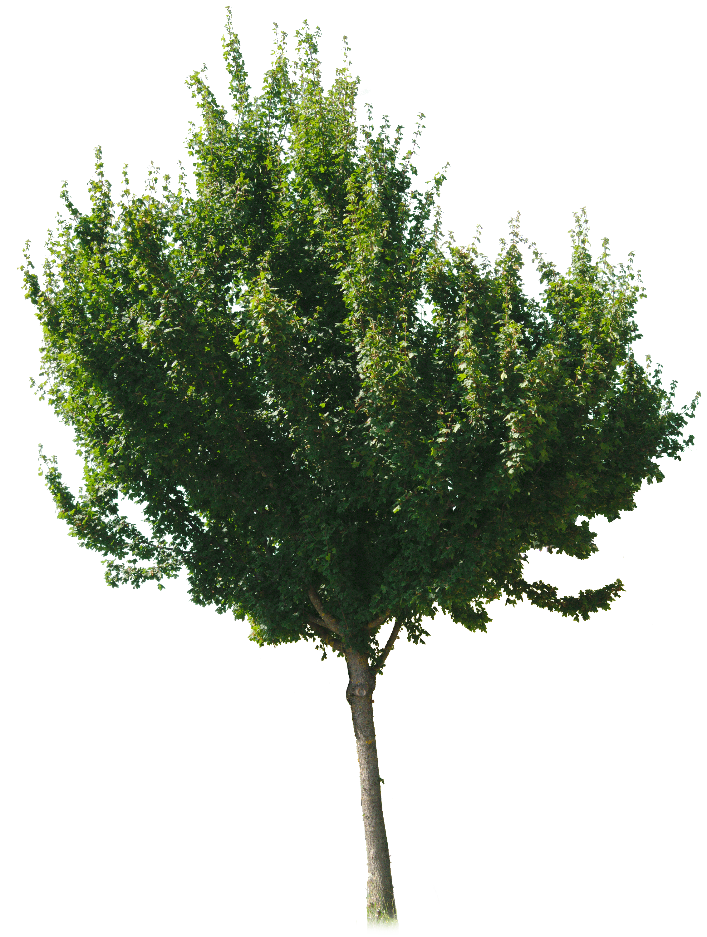 Small tree. Stick Tree texture PNG. PNG деревья конусообразной веретенообразной формы topview. Stick Tree PNG.