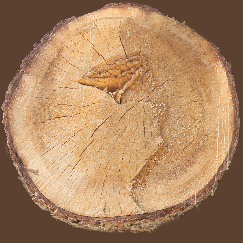 Tree Stump 01 | Free PBR texture from cgbookcase.com