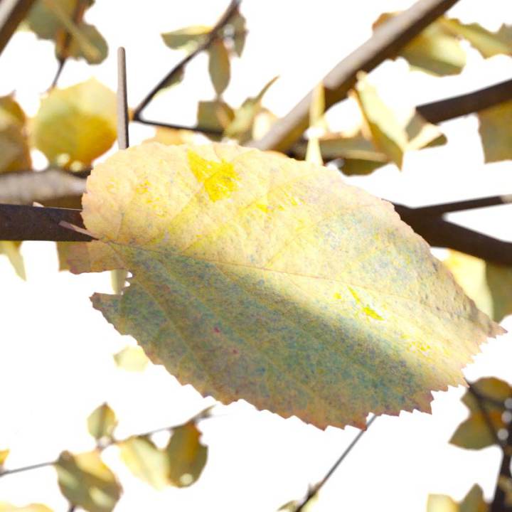 preview render of the free PBR material Autumn Leaf 02 (cc0 texture)