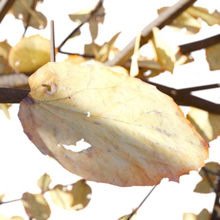 preview render of the free PBR material Autumn Leaf 03 (cc0 texture)