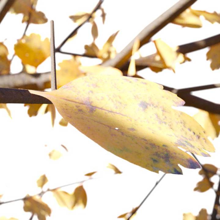 preview render of the free PBR material Autumn Leaf 05 (cc0 texture)