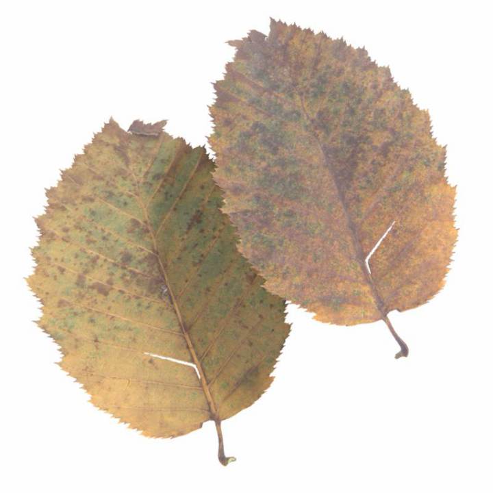 preview render of the free PBR material Autumn Leaf 20 (cc0 texture)