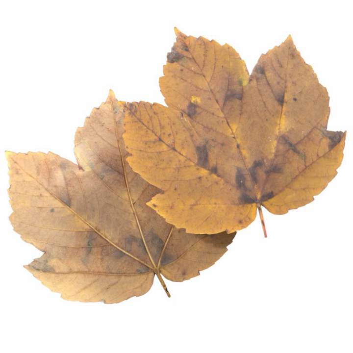 preview render of the free PBR material Autumn Leaf 29 (cc0 texture)