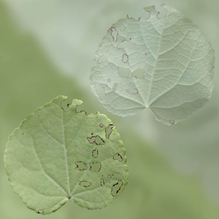 preview render of the free PBR material Leaf Nibbled 01 (cc0 texture)