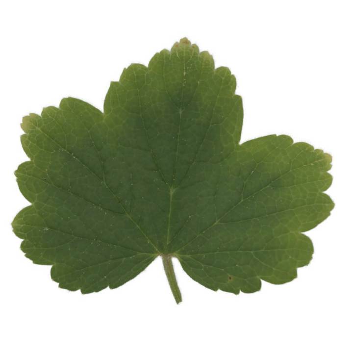 preview render of the free PBR material Redcurrant Leaf 01 (cc0 texture)
